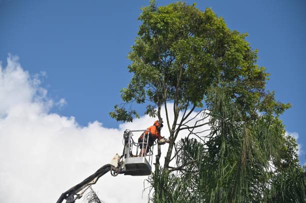 Reliable Waipio, HI Tree Removal Services Solutions